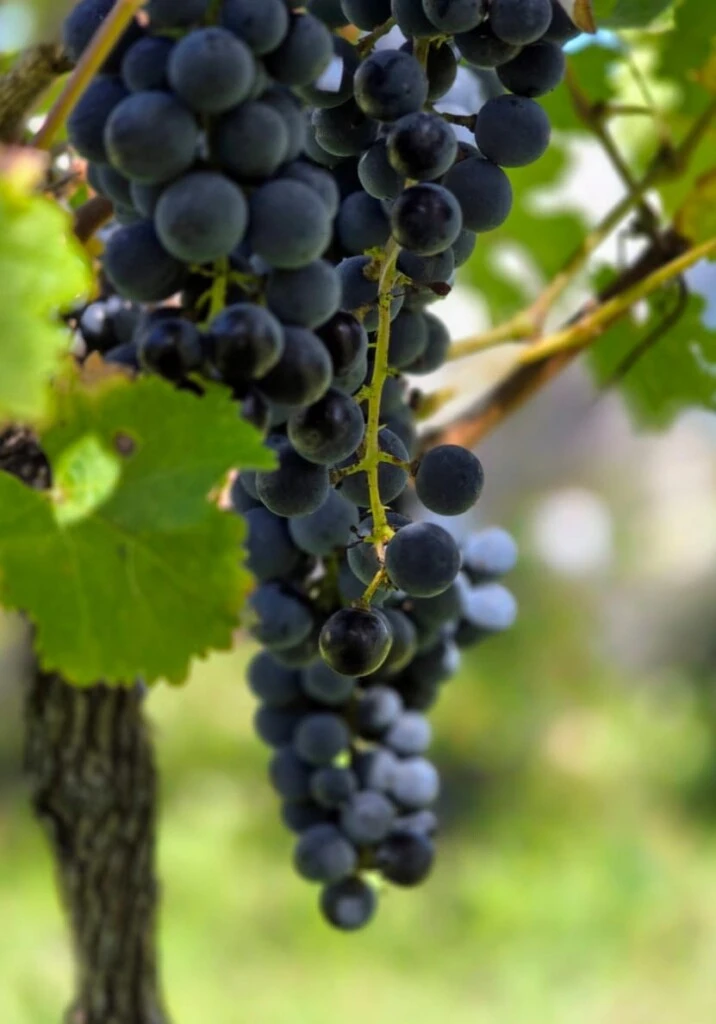 Recorrer bodegas, una propuesta para estas vacaciones de invierno