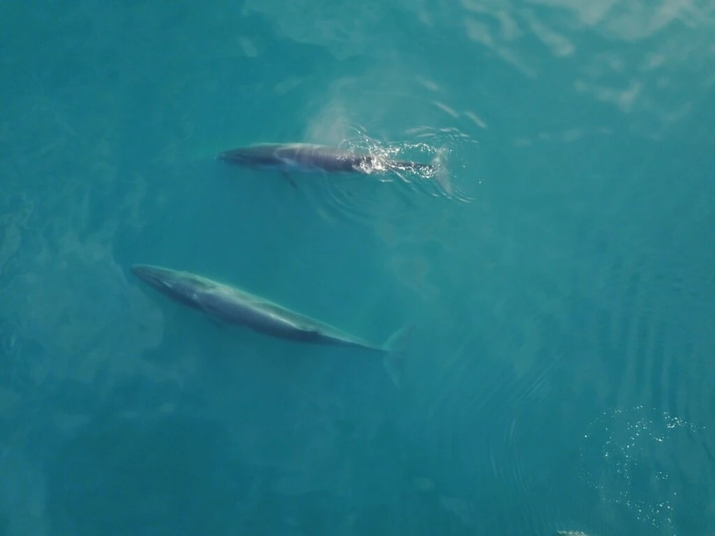 Ballena sei