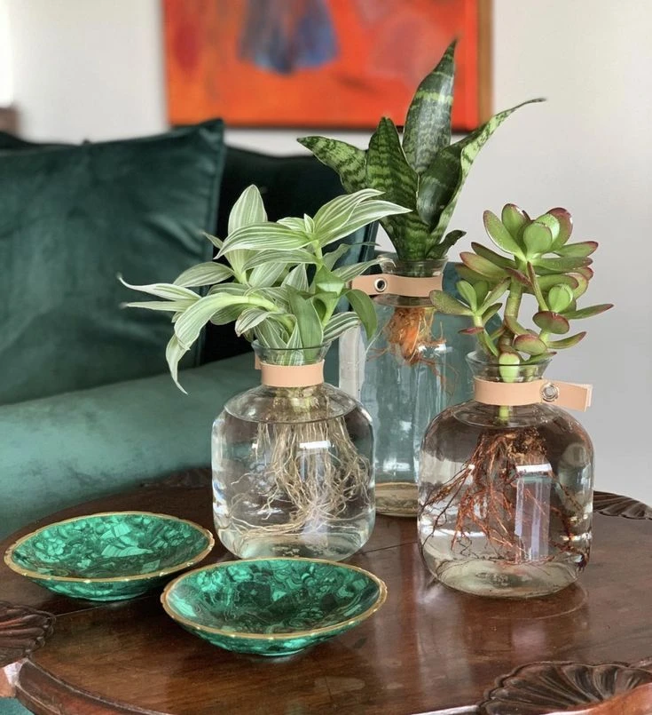 5 plantas que crecen en agua y son ideales para sumar al interior del hogar en invierno