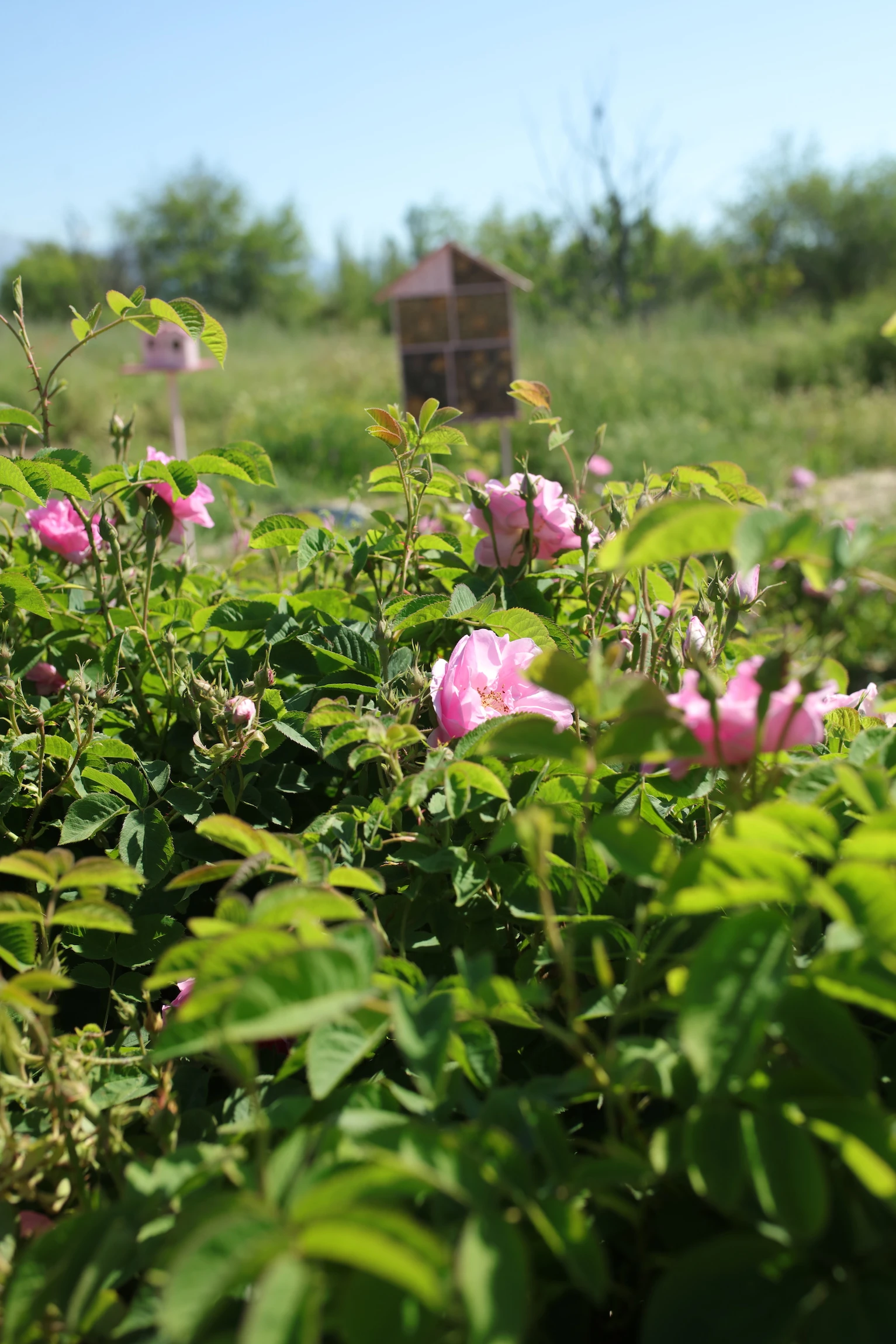 The rose fields in Isparta.