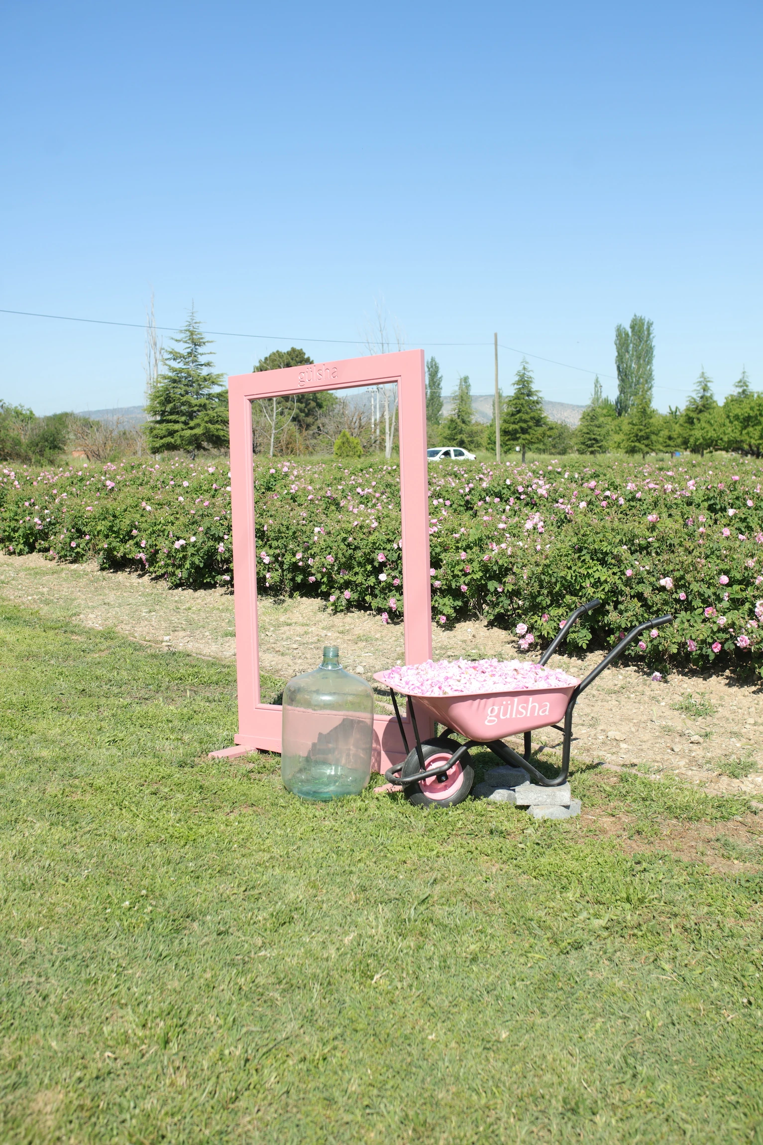 The rose season takes place in spring, during only a short period of about weeks between May and June.