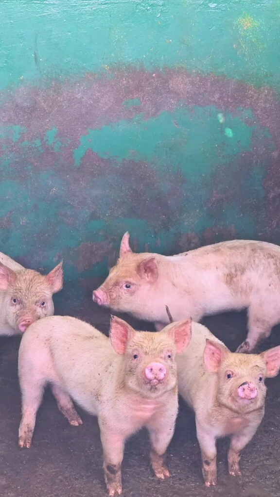 Entre las imágenes que compartió el actor se pudieron ver recorridos por los senderos en auto, momentos de Amancio jugando a la pelota y visitas a los cultivos y huertas del establecimiento. 
