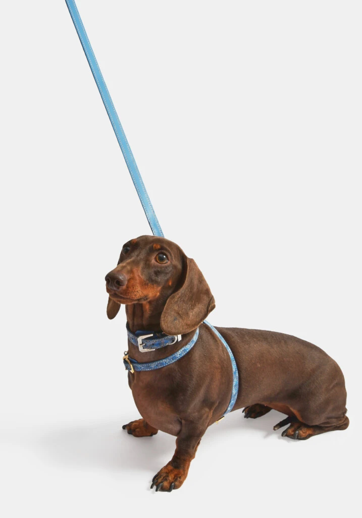 Subasta de lujo para mascotas
